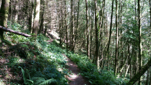 Gwydyr forest path walk Betws y Coed
